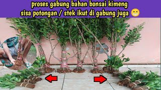 proses penggabungan bahan bonsai kimeng ukuran the max [upl. by Lotta]