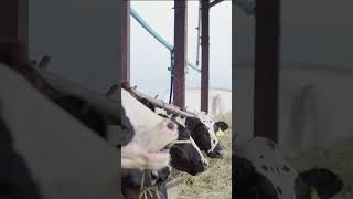 Dairy Cows Munching on Silage 🐄🌾🥛 [upl. by Prud]