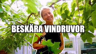 Beskära vindruvor  Kosters Trädgårdar [upl. by Ytak]