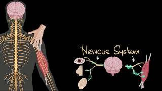 Nervous system central amp peripheral  Control amp Coordination  Biology  Khan Academy [upl. by Willet260]