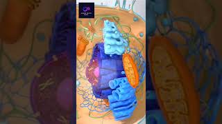 Visit in side cell cell organelles cell biology  biology botany molecular biology animation [upl. by Yenroc912]