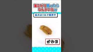 【2ch面白いスレ】海ぶどう買ったら、なんかかわいいのがいたんやがｗ 2ch 料理 5ch ご飯 なんjかわいい [upl. by Bej66]