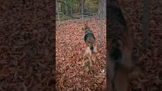 Our walk through the wood puppylove [upl. by Rance]