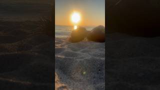 Sardinien sunset 2024 travel trending video shorts film vacation happy love [upl. by Ttergram]