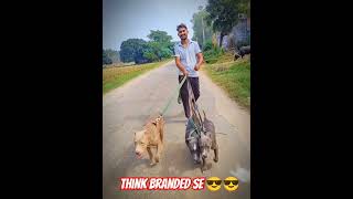 💪💪Think Branded Se 😎😎  subscribe dogbreed ritikdogkennel177 dogtype funny pitbulltype dog [upl. by Gagliano]