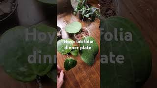 Hoya Latifolia Snow Queen VS Hoya Latifolia Dinner Plate hoya houseplants [upl. by Imoen]