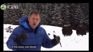 Wild Kratts ending and end credits from “Musk Ox Mania” 2017 [upl. by Finnie]