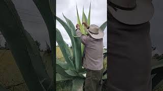 cómo capar un maguey [upl. by Ricoriki566]