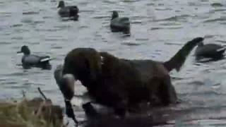 Chesapeake Bay Retriever Working [upl. by Enomis49]