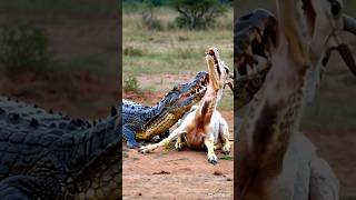 Top 5 Killer Crocodile Moments  Nile Crocodile vs Goat  Huge Saltwater Crocodile Bone Crunch [upl. by Willy]