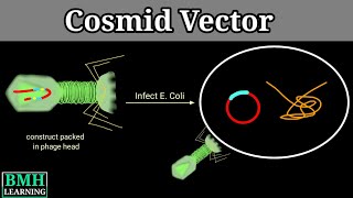 Cosmid Vector  Cosmid As Cloning Vector [upl. by Rubin]