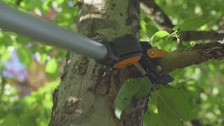 How to use tree pruners and branch saws [upl. by Annaeel]