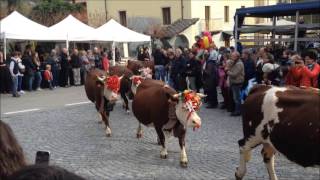 Transumanza di Settimo Vittone capre pecore cavalli asini mucche tori La Desnalpà [upl. by Haroldson40]