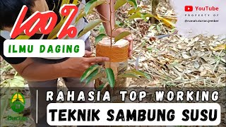 RAHASIA SUKSES TOP WORKING SAMBUNG SUSU DURIAN 🌳  Ilmu Daging 💯  Bagaimana Tips dan Triknya ❓ [upl. by Yart]