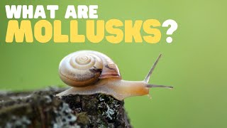 What Are Mollusks  Learn all about these land and sea dwellers [upl. by Siddra]