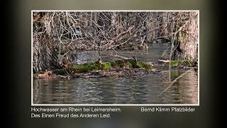 Hochwasser am Rhein [upl. by Narod]