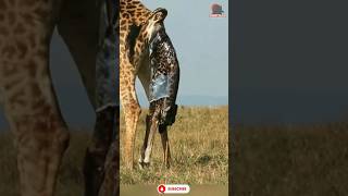 how baby giraffes are born  giraffe gives birth at zoo  how do giraffes make babies  shorts [upl. by Anaili886]