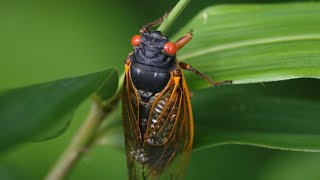 The 2024 Periodical Cicada Emergence [upl. by Gleich]