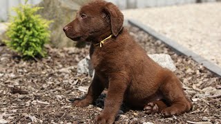 Bring Home a Chesapeake Bay Retriever Puppy What to Expect� [upl. by Lisk]