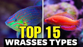 The 15 Most Incredible Types of Wrasses [upl. by Eanaj]