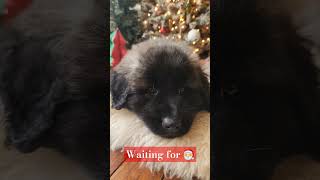 Estrela Mountain Dog Puppy waiting for 🎅😍 doglover puppies estrelamountaindog [upl. by Dituri]