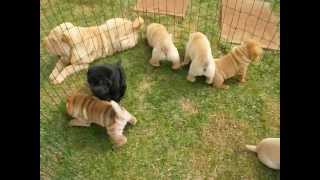 Filhotes de Sharpei Canil EJ Terani [upl. by Cary]