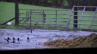 Air Rifle Hunting Farmyard Vermin Control 5 28 Nov 2011 [upl. by Ardnoed]