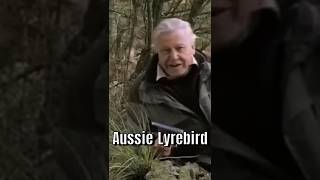 Australias Lyrebird The Ultimate Sound Mimic [upl. by Heinrik516]