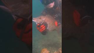 HARD FISH to catch 🐟 fishing chassesousmarine spearfishing dubai [upl. by Elissa]