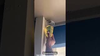 Wasp nest removal shorts wasp ytshorts nest facts remove viralvideo [upl. by Atinehs259]