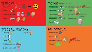 Cranial nerves 2 [upl. by Ednihek968]