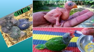 Growing Indian ringneck babies Ringneck parrot growth stageyoutubeviralvideo [upl. by Marybelle]