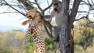 When Baboons Fiercely Attack a Leopard [upl. by Euqirne]