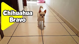 Chihuahua Bravo Nervoso Chico Cachorro Latindo [upl. by Woodie]