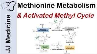 Methionine Metabolism and Activated Methyl Cycle  Pathway and Purpose [upl. by Aicats19]