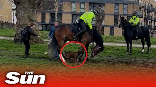 Shocking moment American Bulldog bites police horse multiple times in Victoria Park [upl. by Rekoob775]