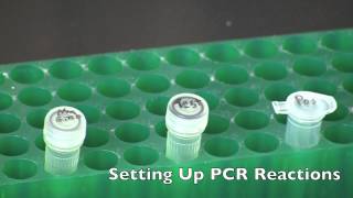 GMO Detection by PCR [upl. by Ayn]