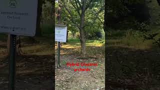 Hybrid Chestnut orchards at Codorus dayhikingandherpingdudes [upl. by Brynne]