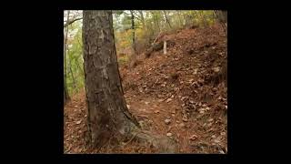 12 minutes of trail running  Pine Mountain Trail [upl. by Rufus]