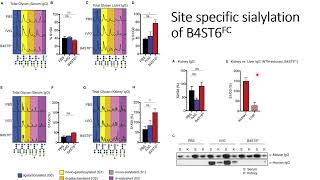 Sitespecific sialylation of B4ST6FC results in antiinflammation response Code 690 [upl. by Ahtamas]