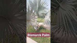 Bismarckia nobilis Bismarck Palm بسمارک پام [upl. by Sekofski380]