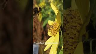 Funny helianthus grosseserratus or sawtooth sunflower shorts herbarium [upl. by Jegar388]