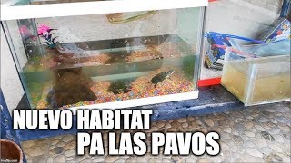 nuevo habitat para las tortugas pavorreal [upl. by Sander]