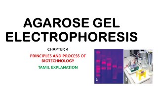 Agarose gel electrophoresisChapter 4BotanyTamil explanation [upl. by Annert]