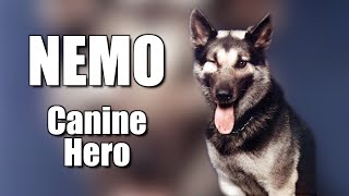 Nemo War Dog Hero [upl. by Tnattirb551]