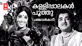 Kallipalakal Poothu  Panchavankaadu  Vayalar Ramavarma  KJ Yesudas  Sheela  Malayalam Old Song [upl. by Eema]