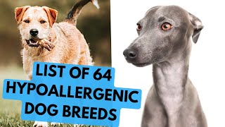 64 Hypoallergenic Dog Breeds  Complete List [upl. by Kerk]