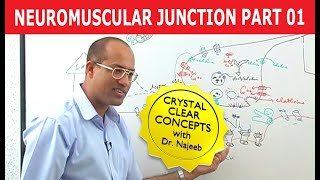 Neuromuscular Junction  Dr Najeeb  Part 12 [upl. by Casar]