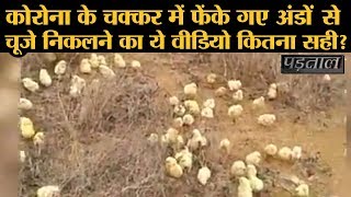 Coronavirus lockdown के बीच सड़क किनारे पड़े अंडों से निकले चूज़ों का ये वीडियो Gujarat का है [upl. by Jeraldine307]