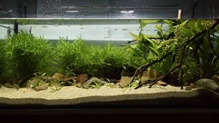 Mato Grosso Brazil Biotope  Dec 2018 [upl. by Monika934]